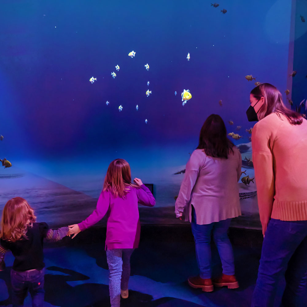 Two children and two grown-ups playing with digital fish that are projected on a wall in Monsters of the Mesozoic Seas.